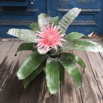 aechmea fasciata, bromelia, bromeliaceae