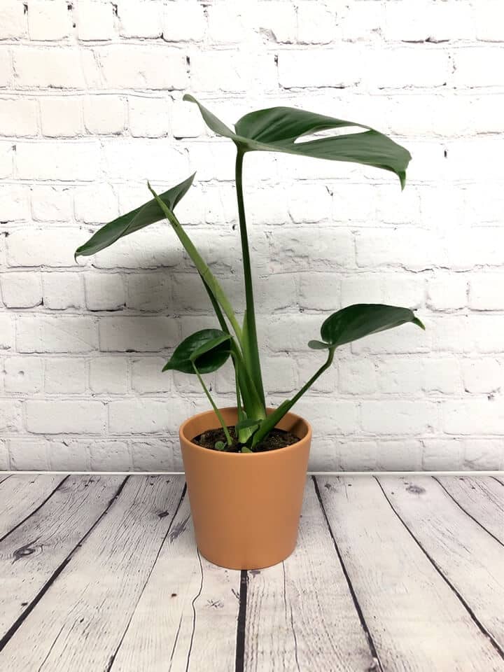 Monstera deliciosa - Plantes d'intérieur - Montréal - Livraison