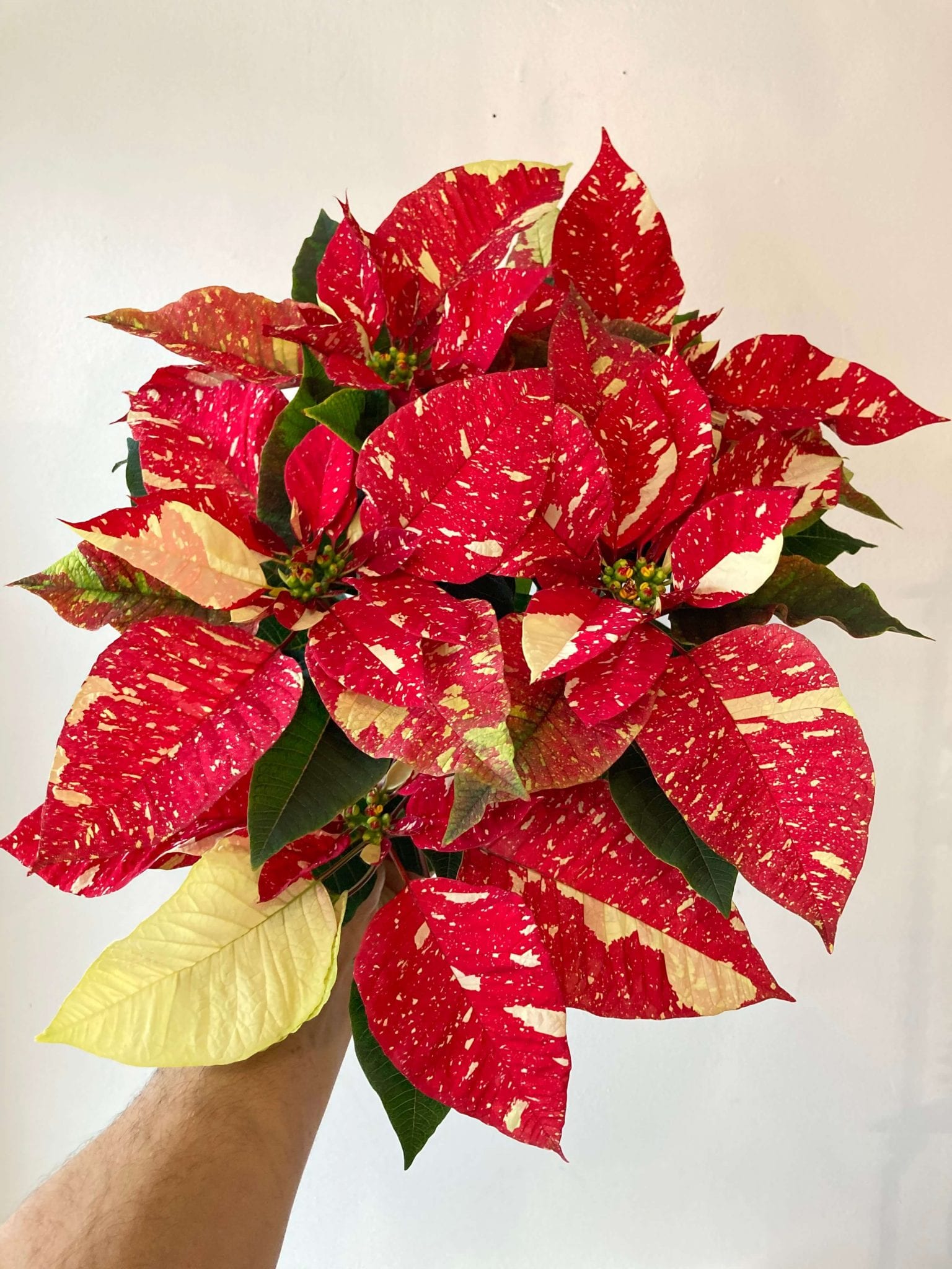 Poinsettia Red Glitter - Fleuriste Montréal Le Jardin De Mathilde