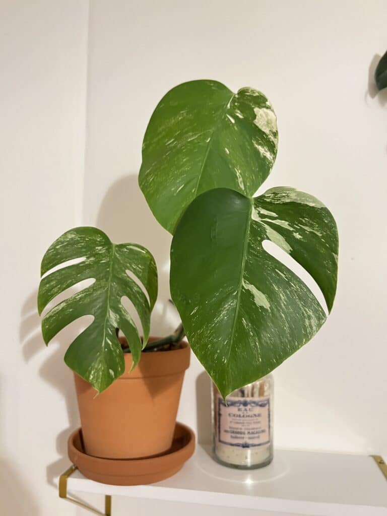 Monstera Albo