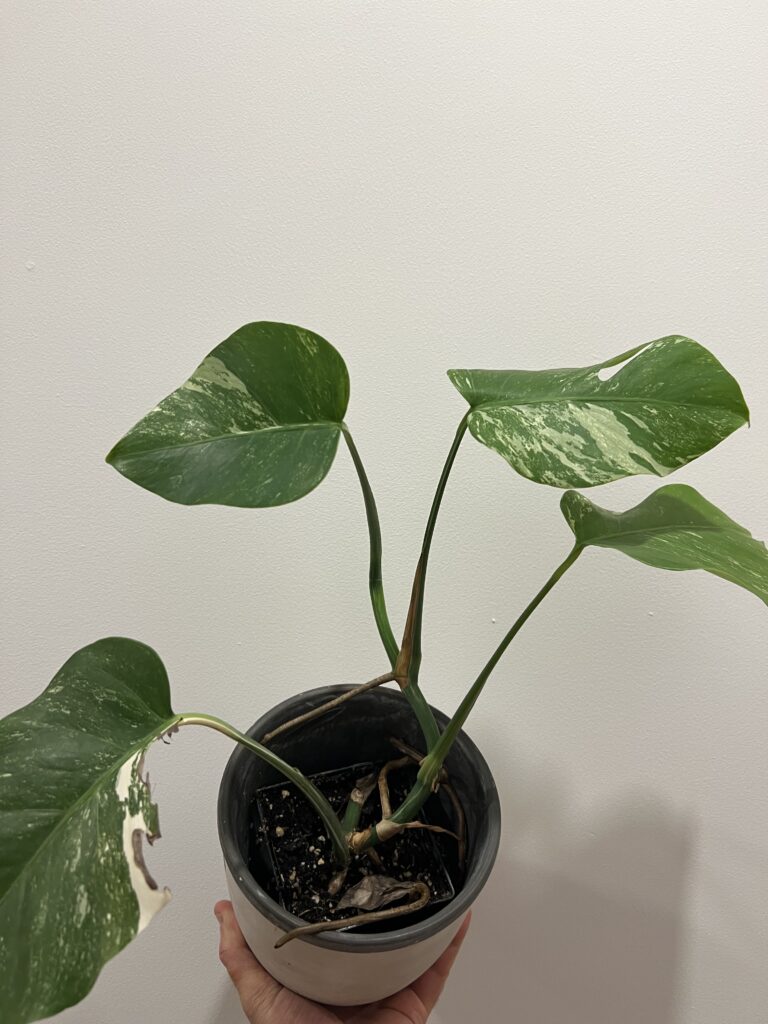 Monstera Albo