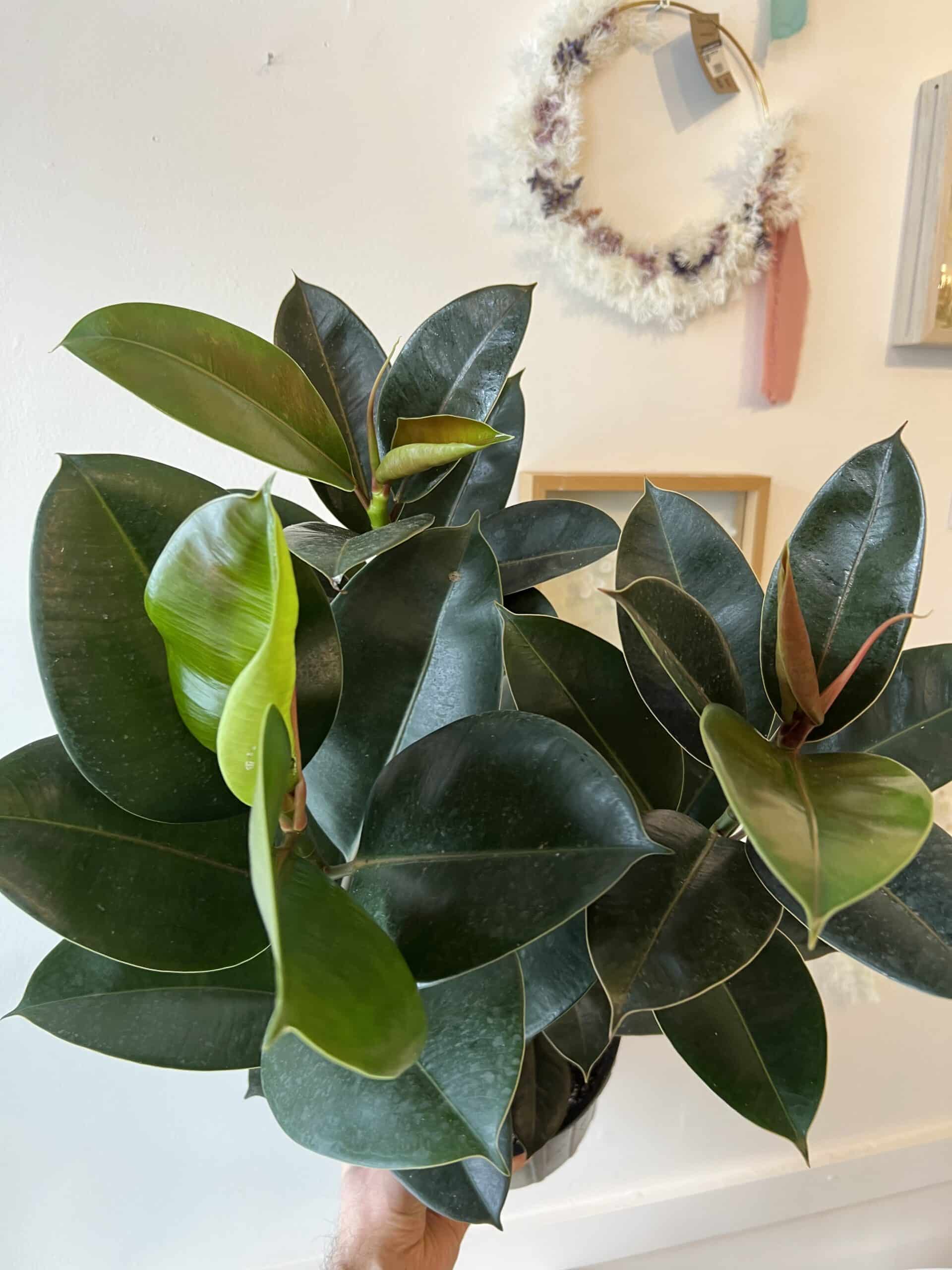 Ficus elastica 8